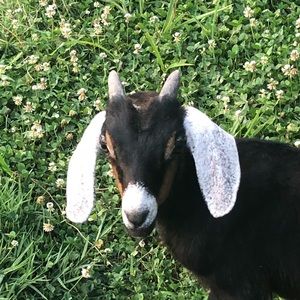 Meet your Posher, Holly